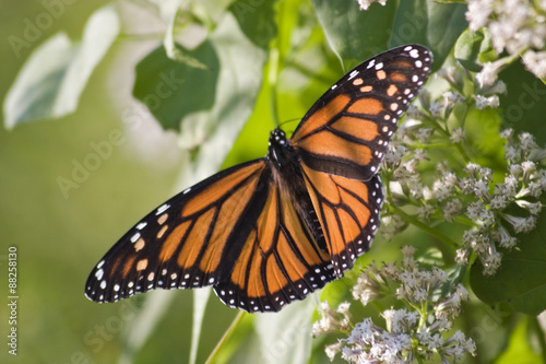 Monarch Butterfly © Jill Lang