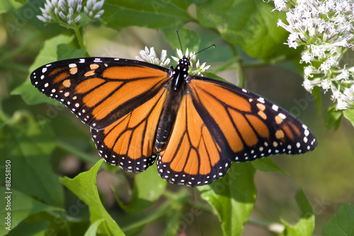 Monarch Butterfly #88258150