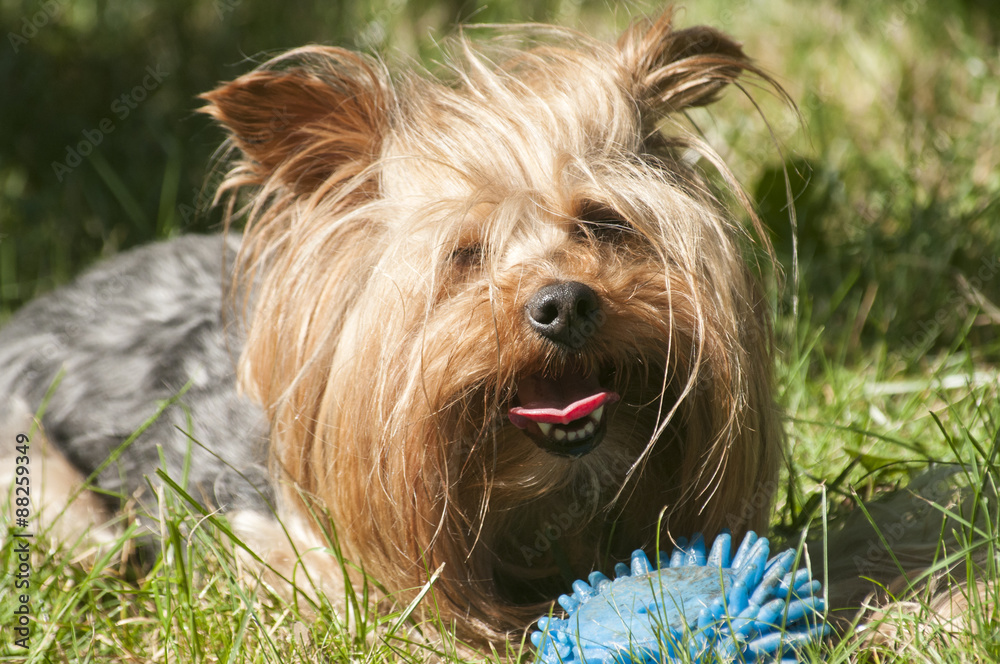 Female Yorkshire terrier dog on green lawn closeup Female Yorkshire terrier dog on green lawn closeup