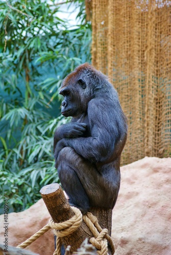 Молодая самка гориллы