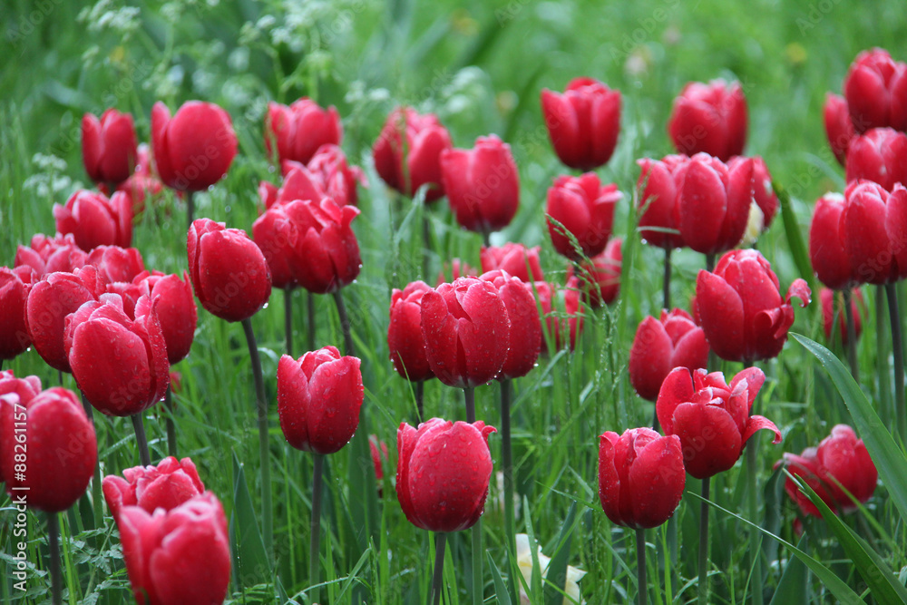 Fototapeta premium Tulips