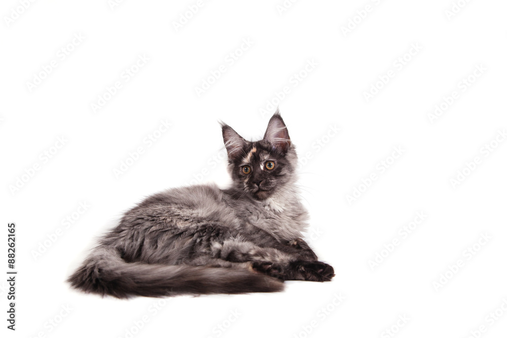 Maine Coon kitten on front of white background. Cat lying. Cat three months.
