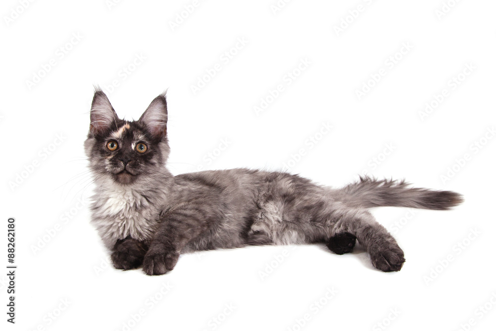 Maine Coon kitten on front of white background. Cat lying. Cat three months.
Maine Coon kitten on front of white background. Cat lying. Cat three months.