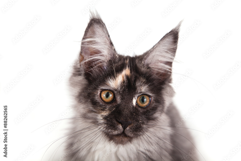 Maine Coon kitten on front of white background. Cat three months. Maine Coon kitten on front of white background. Cat three months.