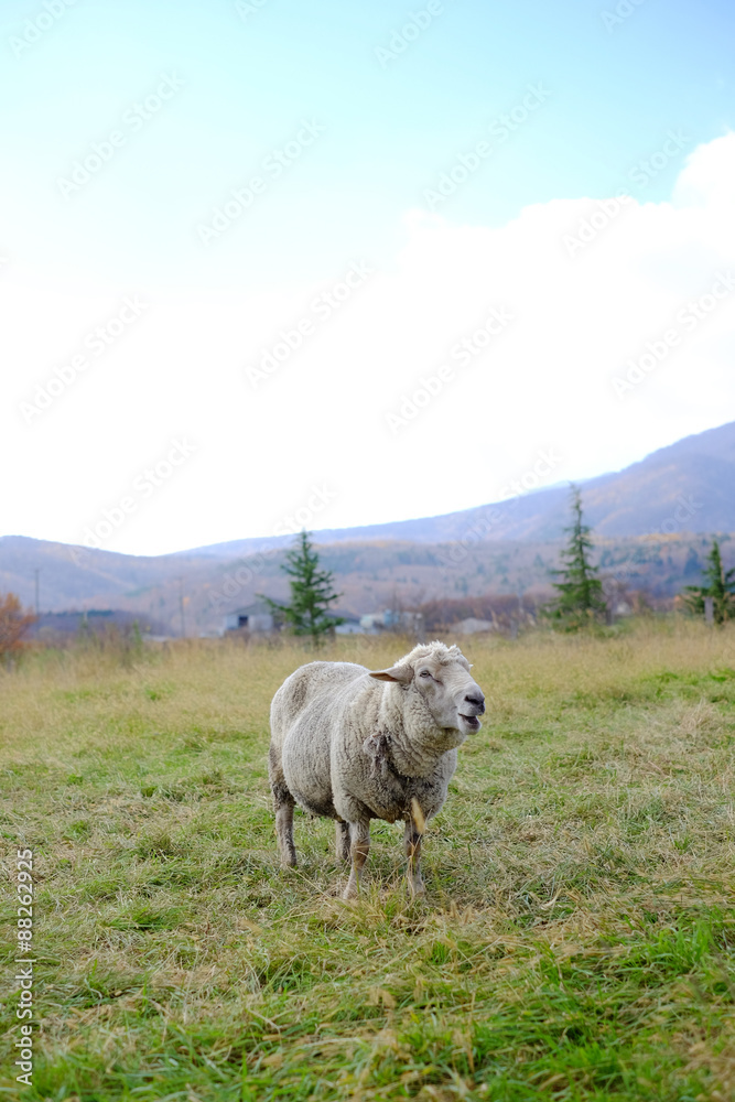 Fototapeta premium 羊
