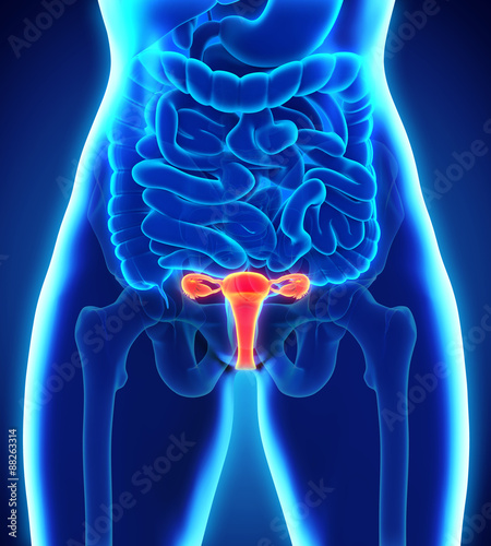 Female Reproductive System photo