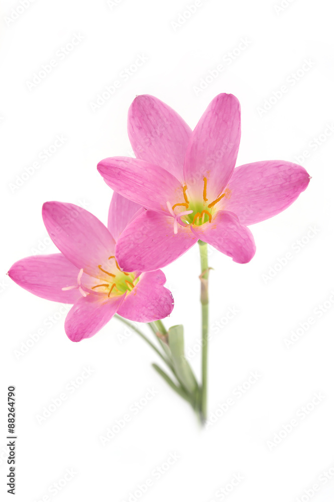 Two pink lily isolated on a white background. zephyranthes candi Two pink lily isolated on a white background. zephyranthes candi