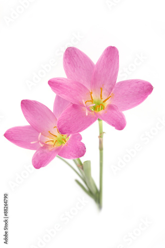 Two pink lily isolated on a white background. zephyranthes candi