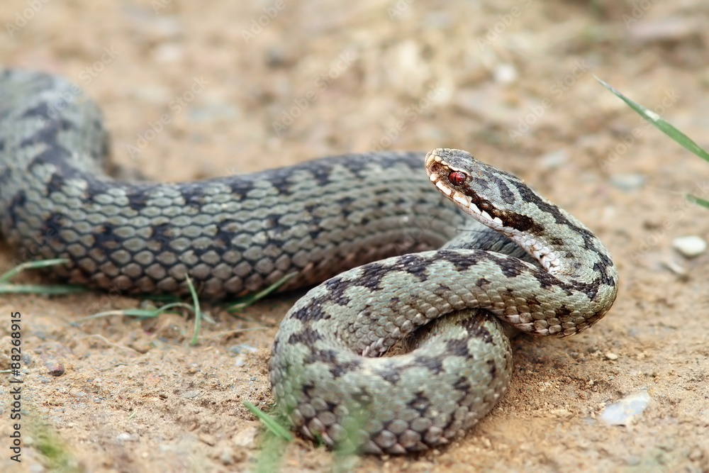 female common adder ready to strike female common adder ready to strike