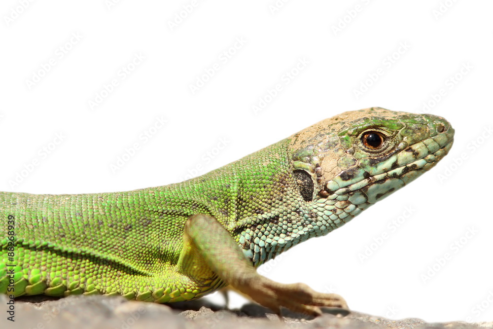 Fototapeta premium isolated green lizard
