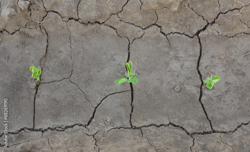 Sprouts in ground.