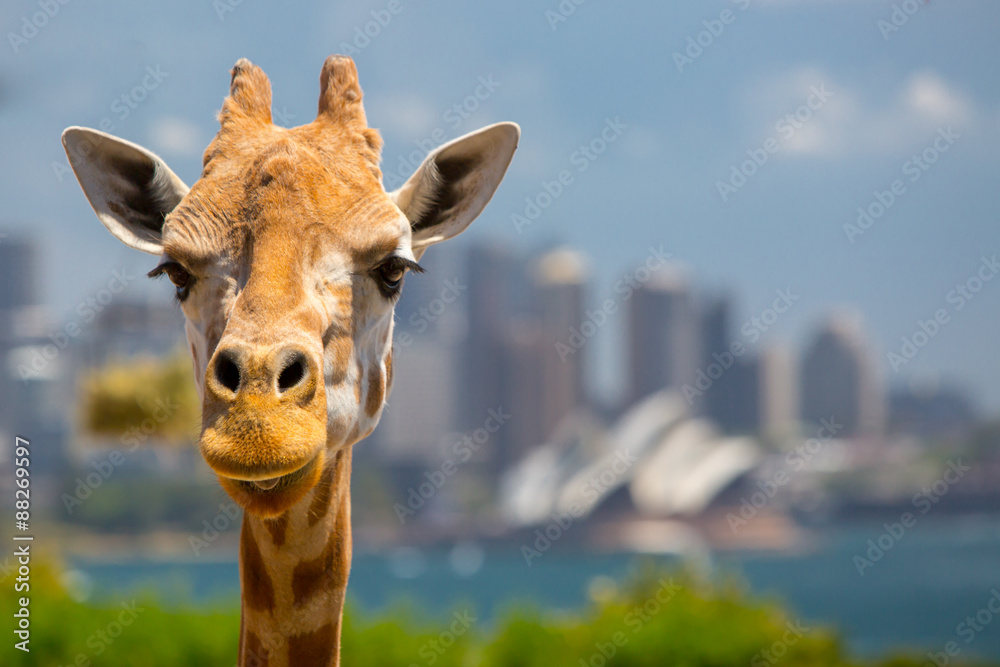 Fototapeta premium Taronga Zoo Giraffes