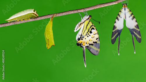 Five bar swordtail butterfly life cycle photo