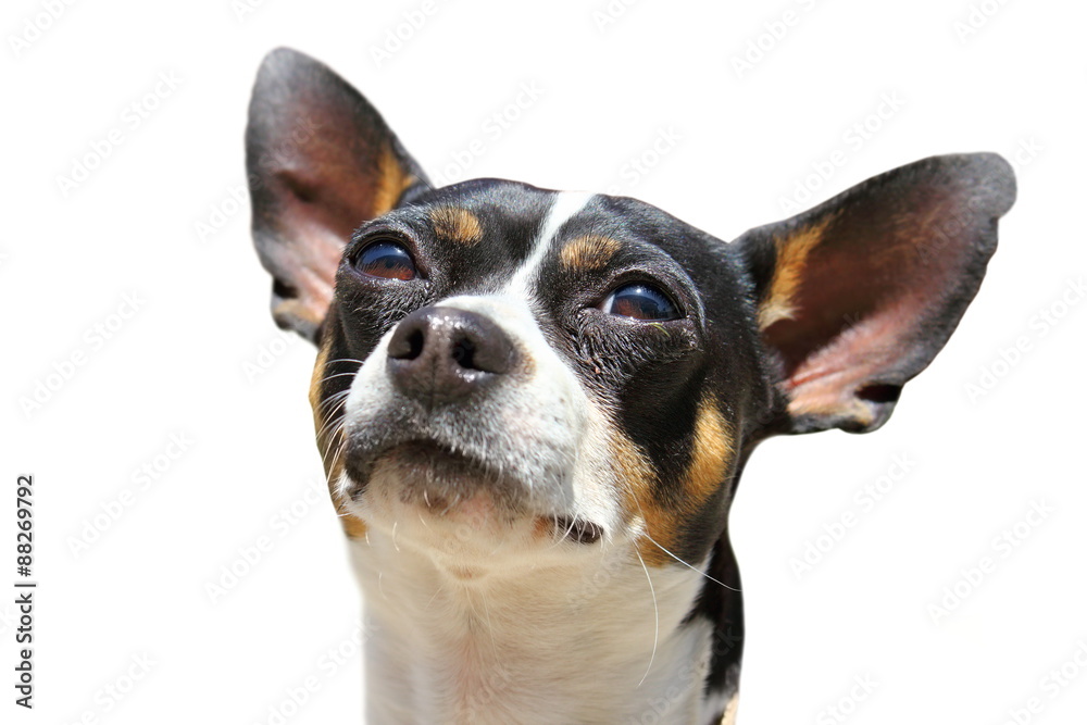 isolated portrait of a chihuahua dog