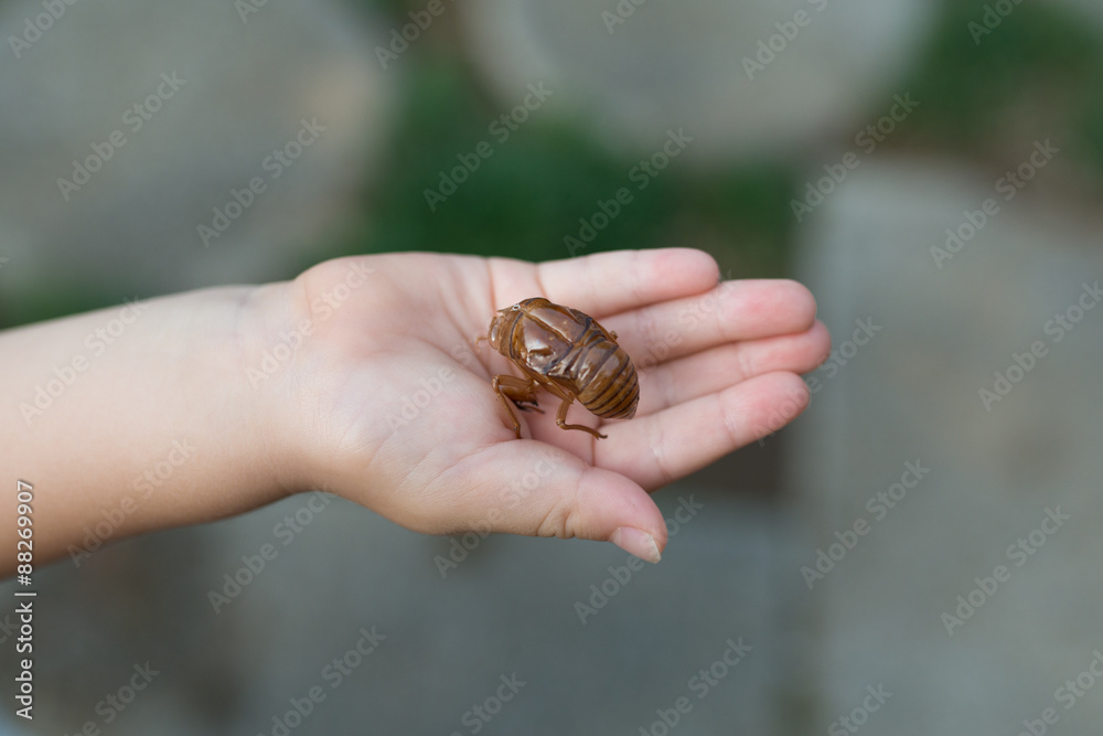 セミの抜け殻