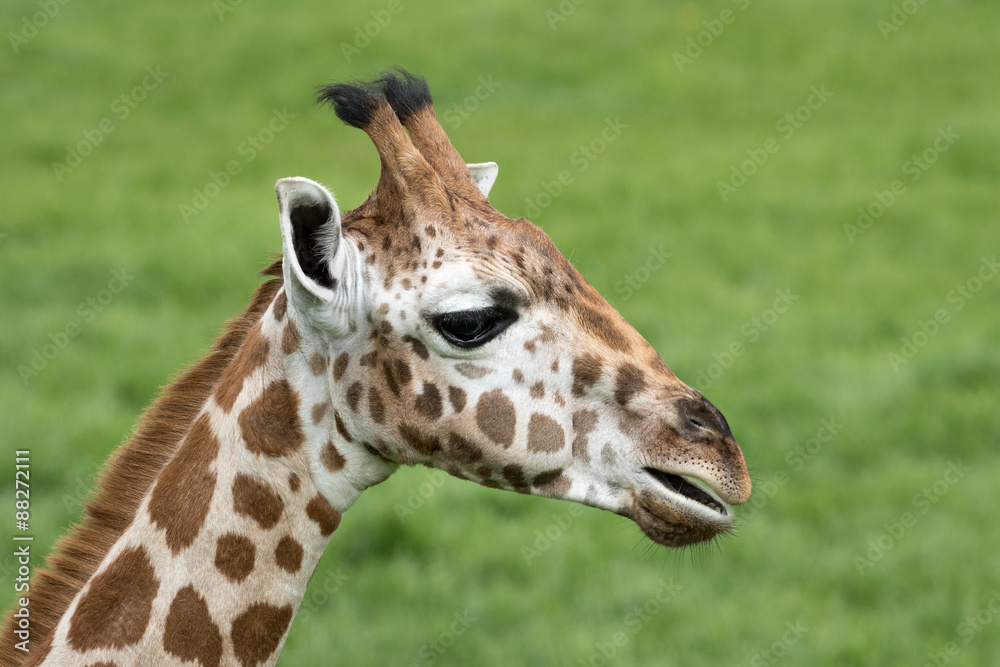 Young Giraffe headshot with green grass background. Young Giraffe headshot with green grass background.