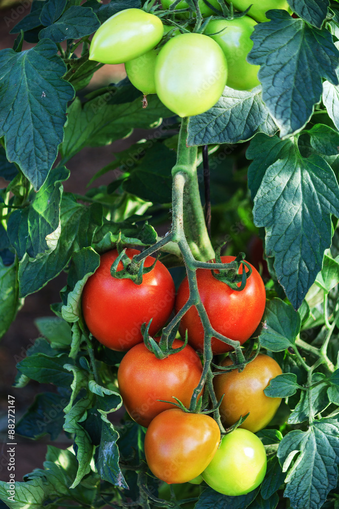 Reifende Strauch-Tomaten in einem Gewächshaus