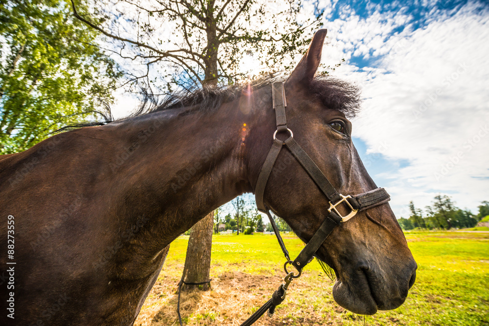 Obraz premium Thoroughbred horse close up in the sunlight