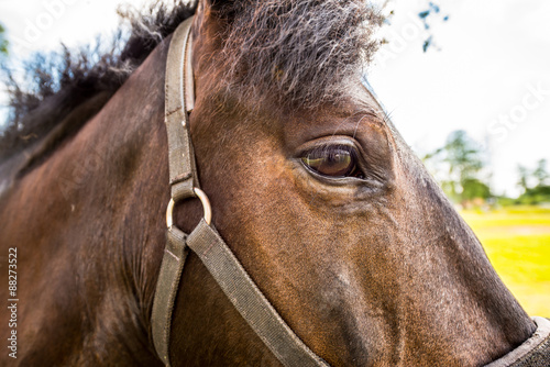 Thoroughbred horse close up in the field