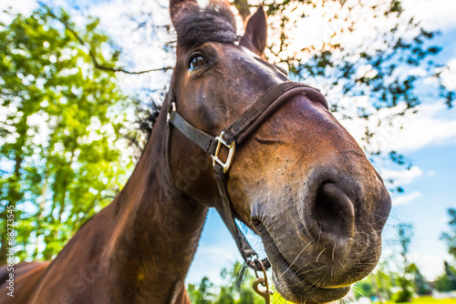 Thoroughbred horse close up in the sunlight. Focus on the nose
