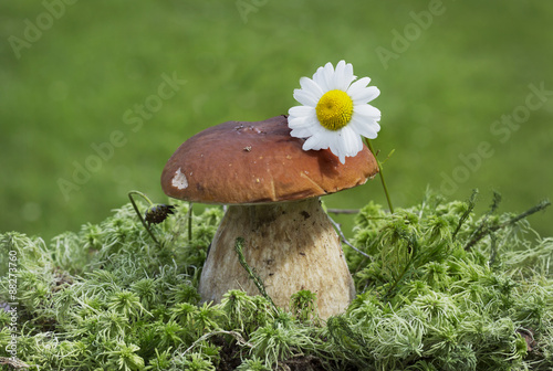Белый гриб и ромашка