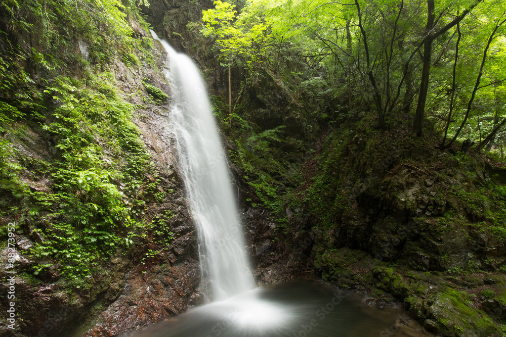 滝と新緑（東京檜原村払沢の滝）