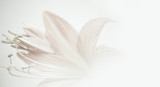 sweet color petal lily in soft color and blur style on mulberry paper texture for background
