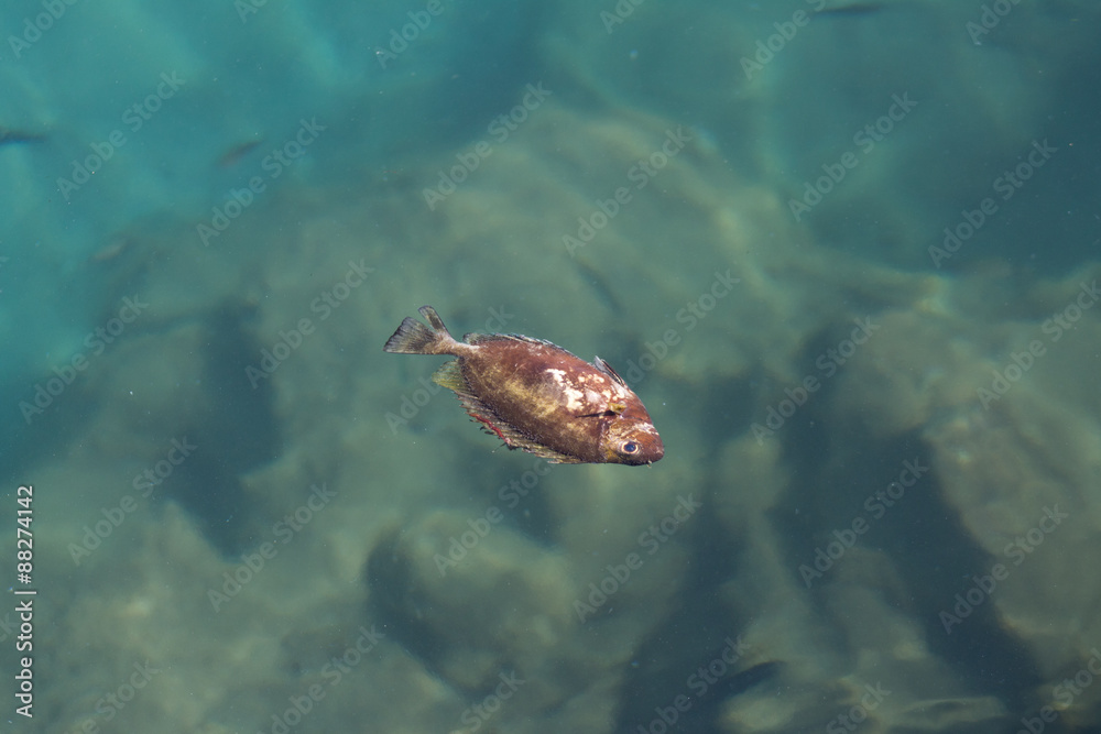 Fototapeta premium мертвая рыба на поверхности воды