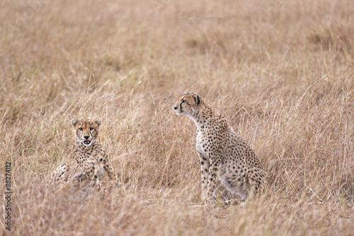 cheetahs resting in tall grass