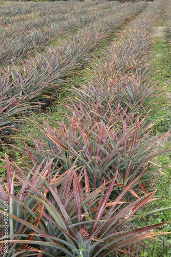 Champs ananas vicotria