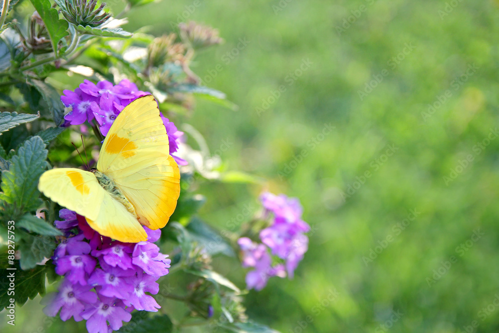 Naklejka premium Yellow Butterfly on Purple Flowers Background
