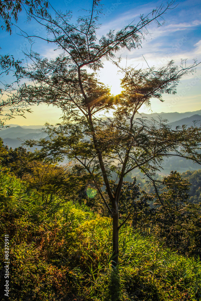 Obraz premium Golden Sun Through Forest