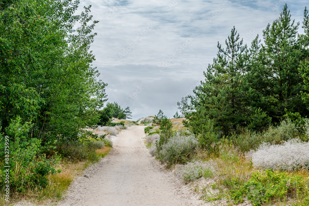 Fototapeta premium Sandy pathway to the Baltic Sea. Lithuania
