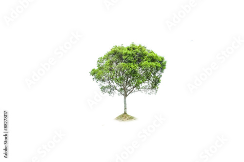 tree isolated and tree