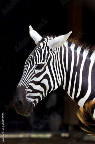 zebra