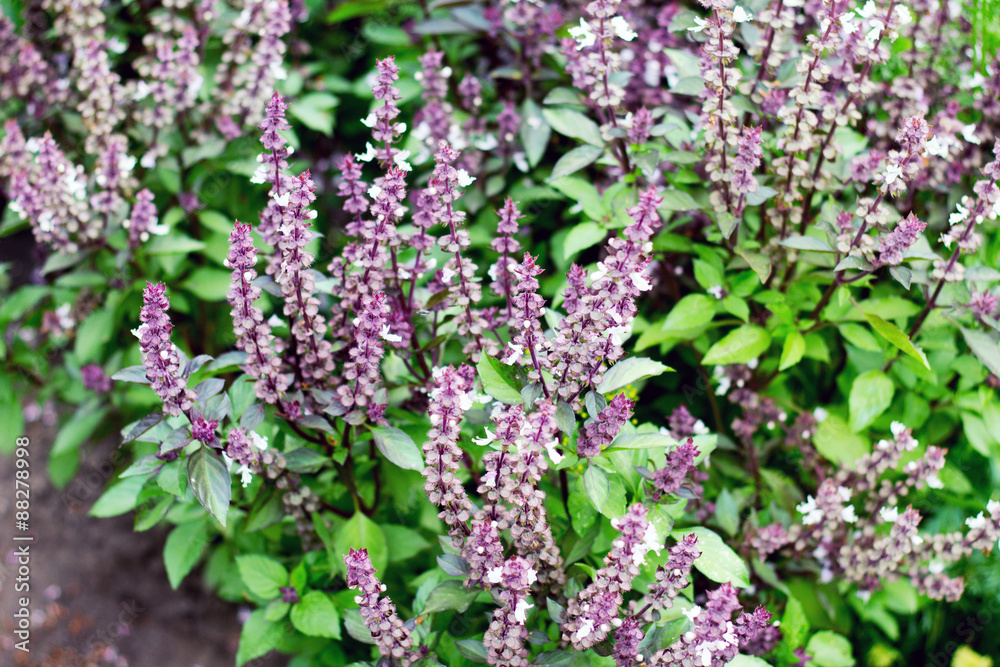 Obraz premium Fresh basil purple flowers