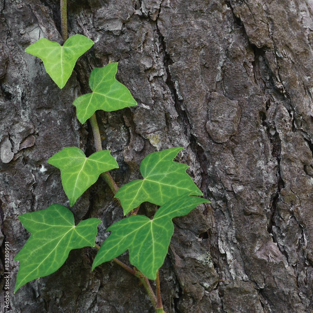 Climbing common Baltic ivy stem, hedera helix L. var. baltica, young evergreen creeper leaves, vertical pine tree bark texture background, green wintergreen woody vine macro closeup, copy space Climbing common Baltic ivy stem, hedera helix L. var. baltica, young evergreen creeper leaves, vertical pine tree bark texture background, green wintergreen woody vine macro closeup, copy space