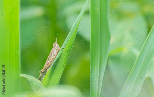 Grasshopper hanging on a green leaf .