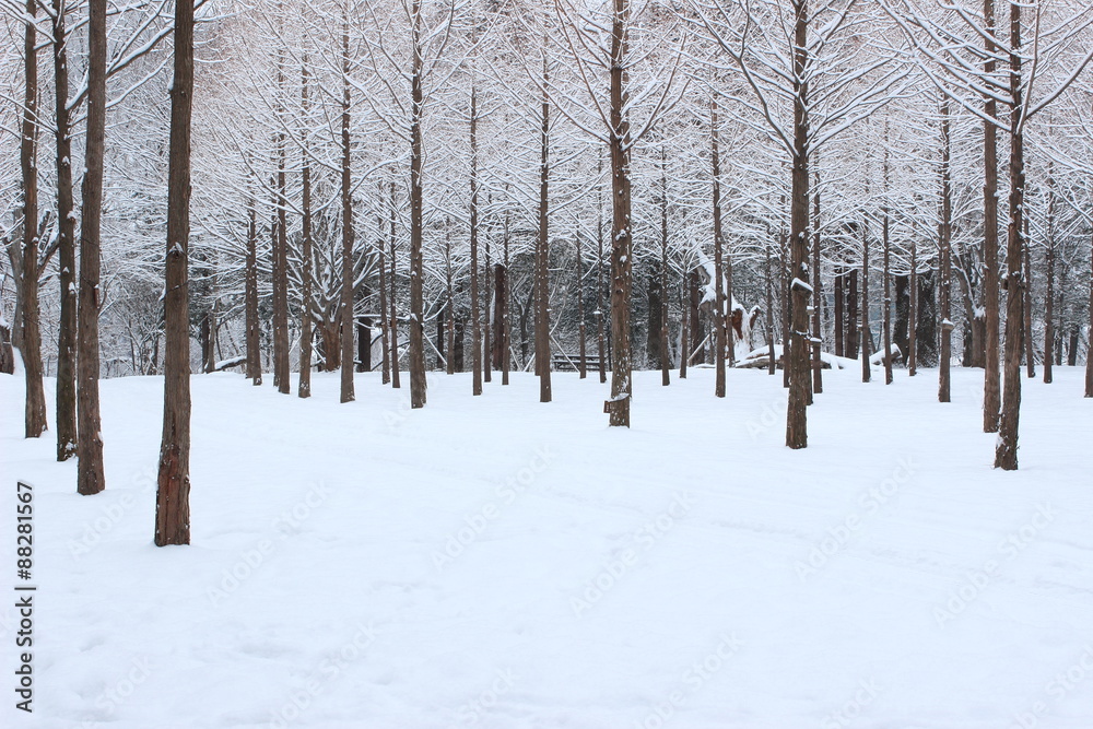 Fototapeta premium 침옆수