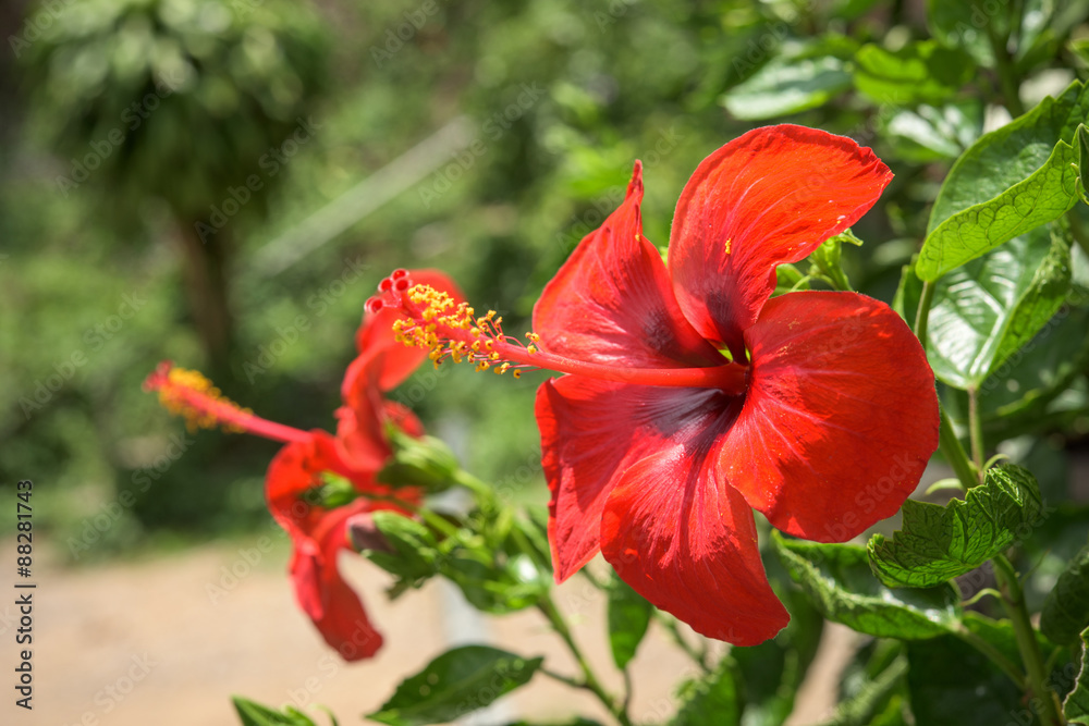 Hibiscus Flower. Shallow DOF Hibiscus Flower. Shallow DOF