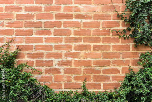 wall background with foliage