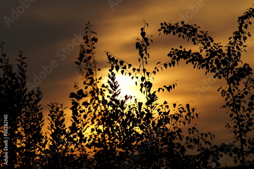 Ein Baum beim Sonnenaufgang © studio v-zwoelf