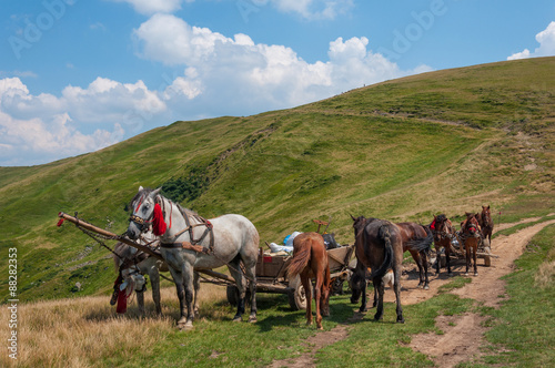 Pair of horses and an old cart in Carpathians
