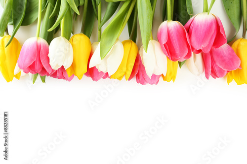 Fototapeta Naklejka Na Ścianę i Meble -  Tulips on white background