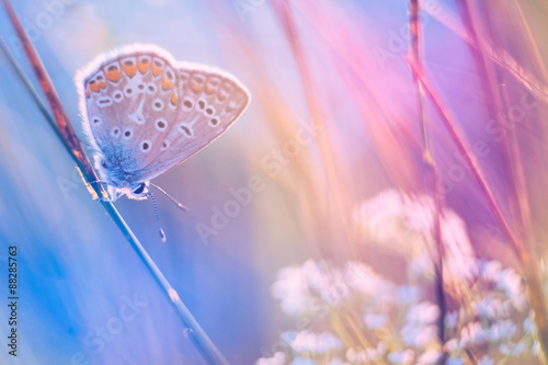 Butterfly on a meadow © Creaturart