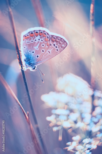 Butterfly on a meadow