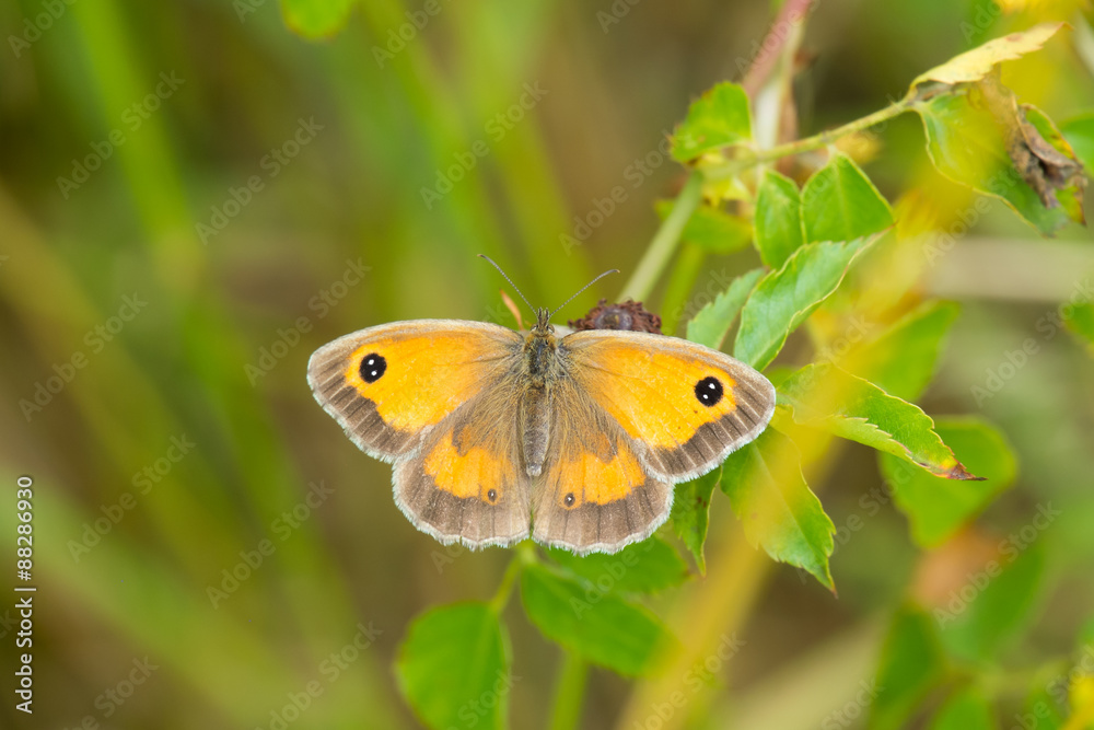 gatekeeper butterfly at rest on a leaf, Pyronia Tithonus gatekeeper butterfly at rest on a leaf, Pyronia Tithonus