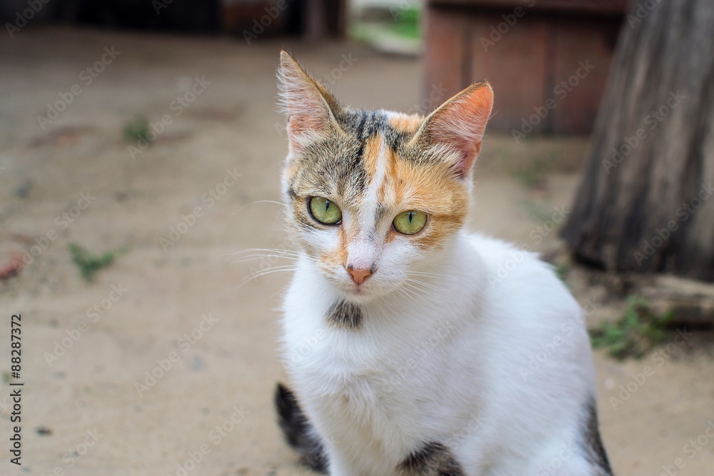 Трехцветный кот с зелеными глазами