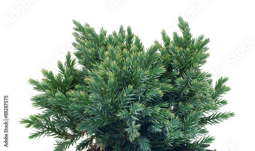 Juniperus squamata  Blue Star photo