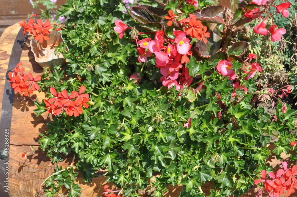 Fototapeta premium Flowers